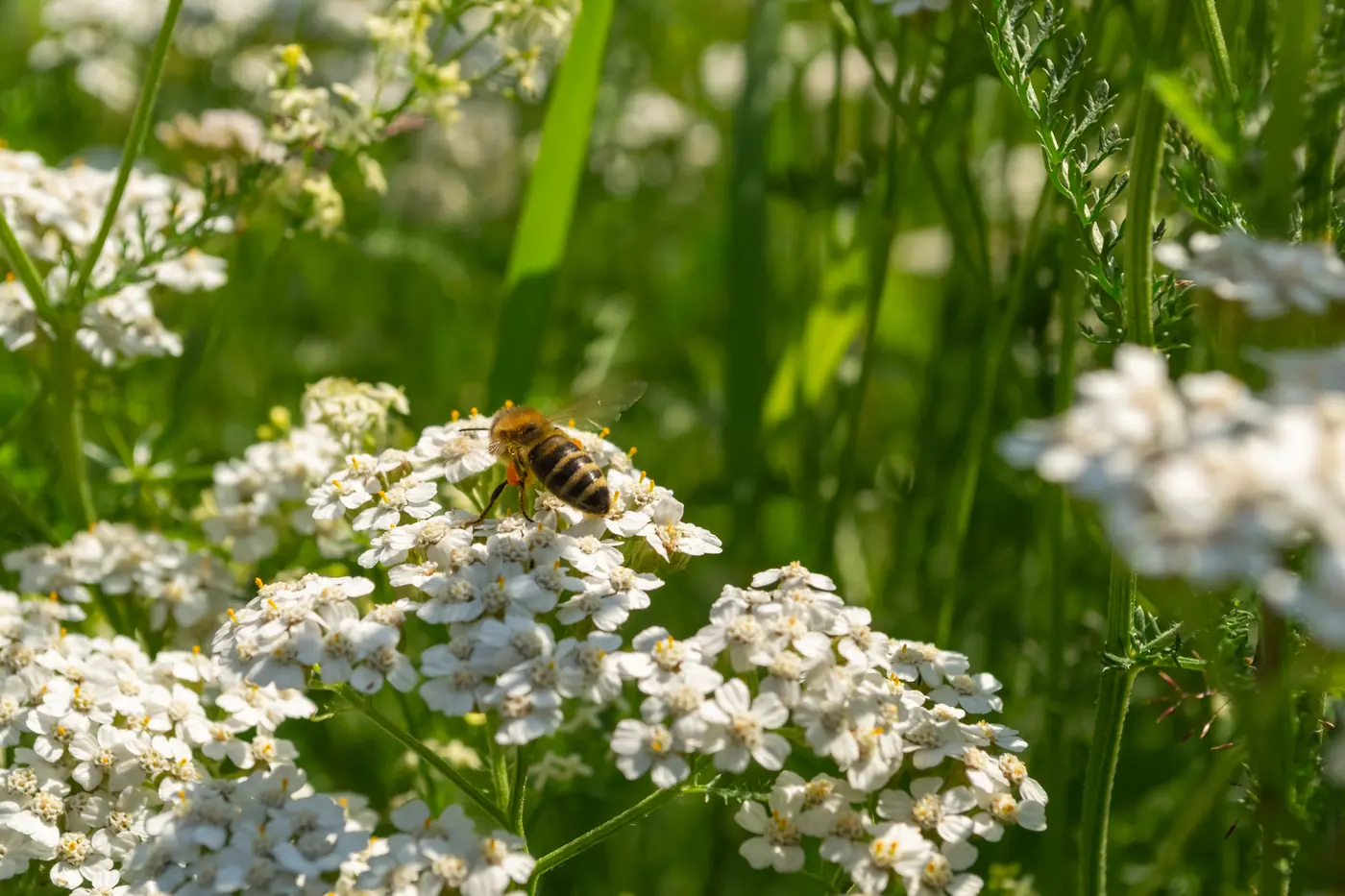 Abeille butinant des fleurs blanches